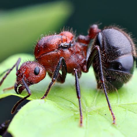 褐色脊紅蟻 辦公桌 屏風